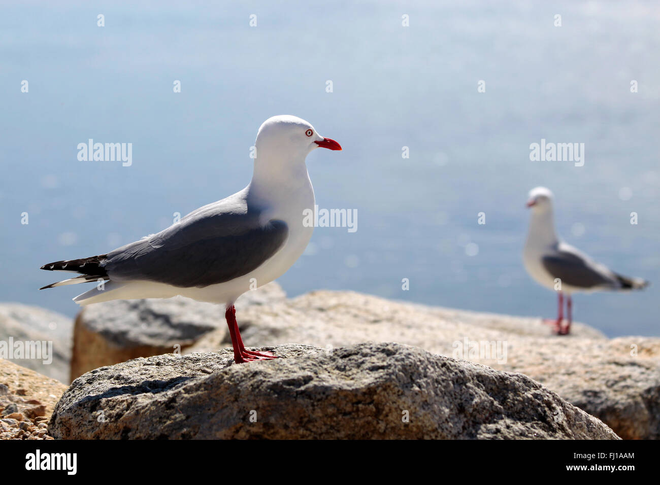 Red-billed Gull à côte, district de Tasmanie, Nouvelle-Zélande Banque D'Images