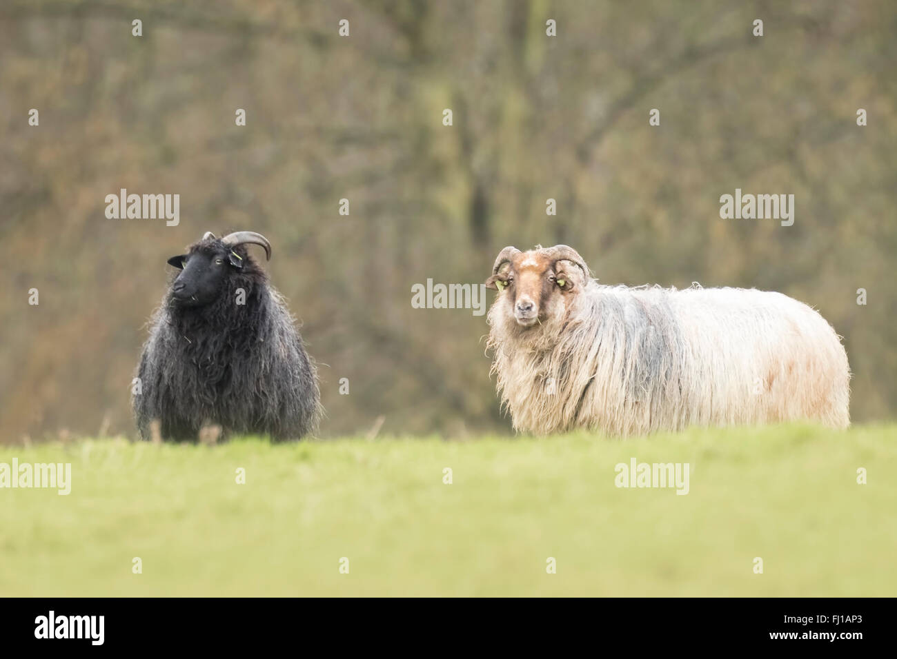 Le noir et blanc des moutons paissant dans un pré. Banque D'Images