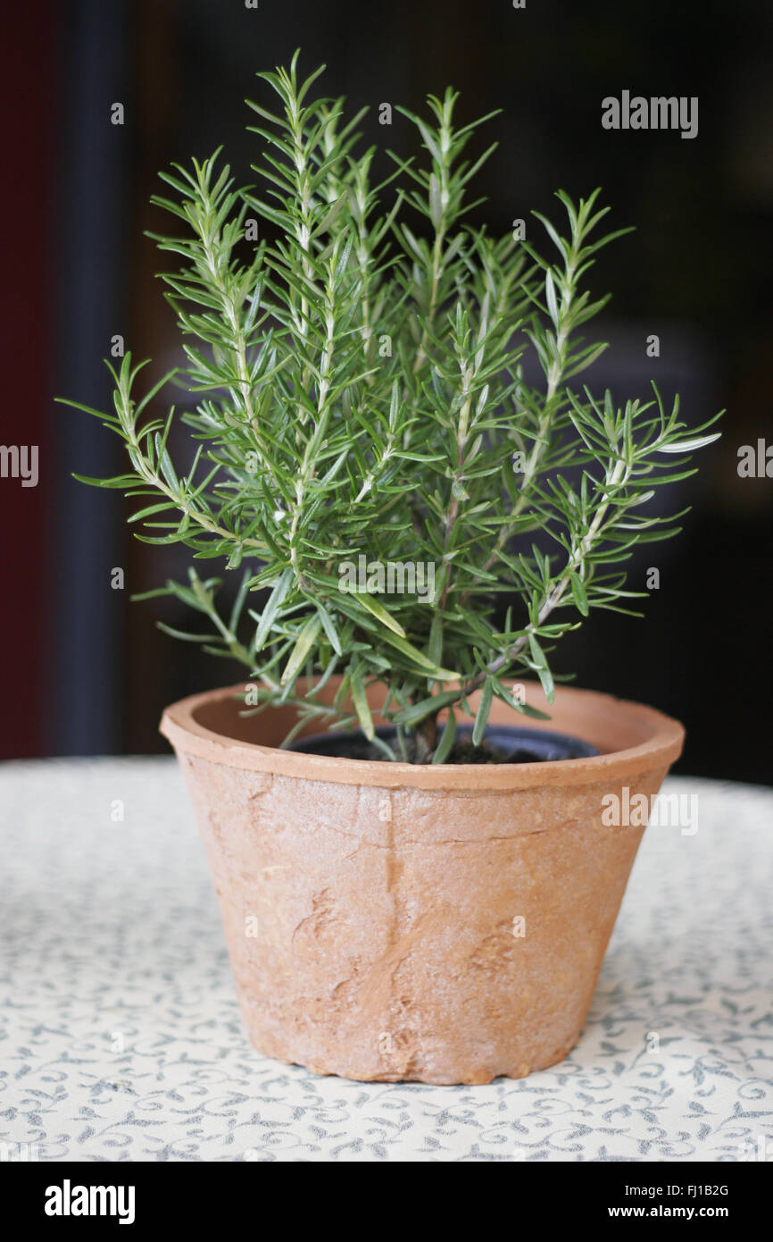 Un romarin plante dans un pot sur une table Banque D'Images