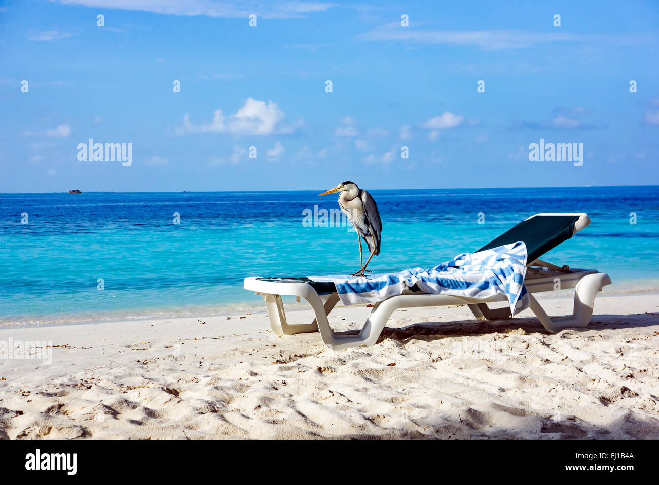 Chiron gris sur un transat sur la plage. Maldives Océan Indien. Banque D'Images