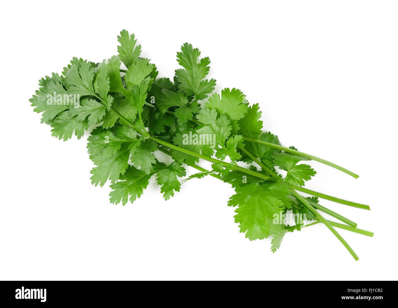 Bouquet de coriandre frais isolé sur fond blanc Banque D'Images