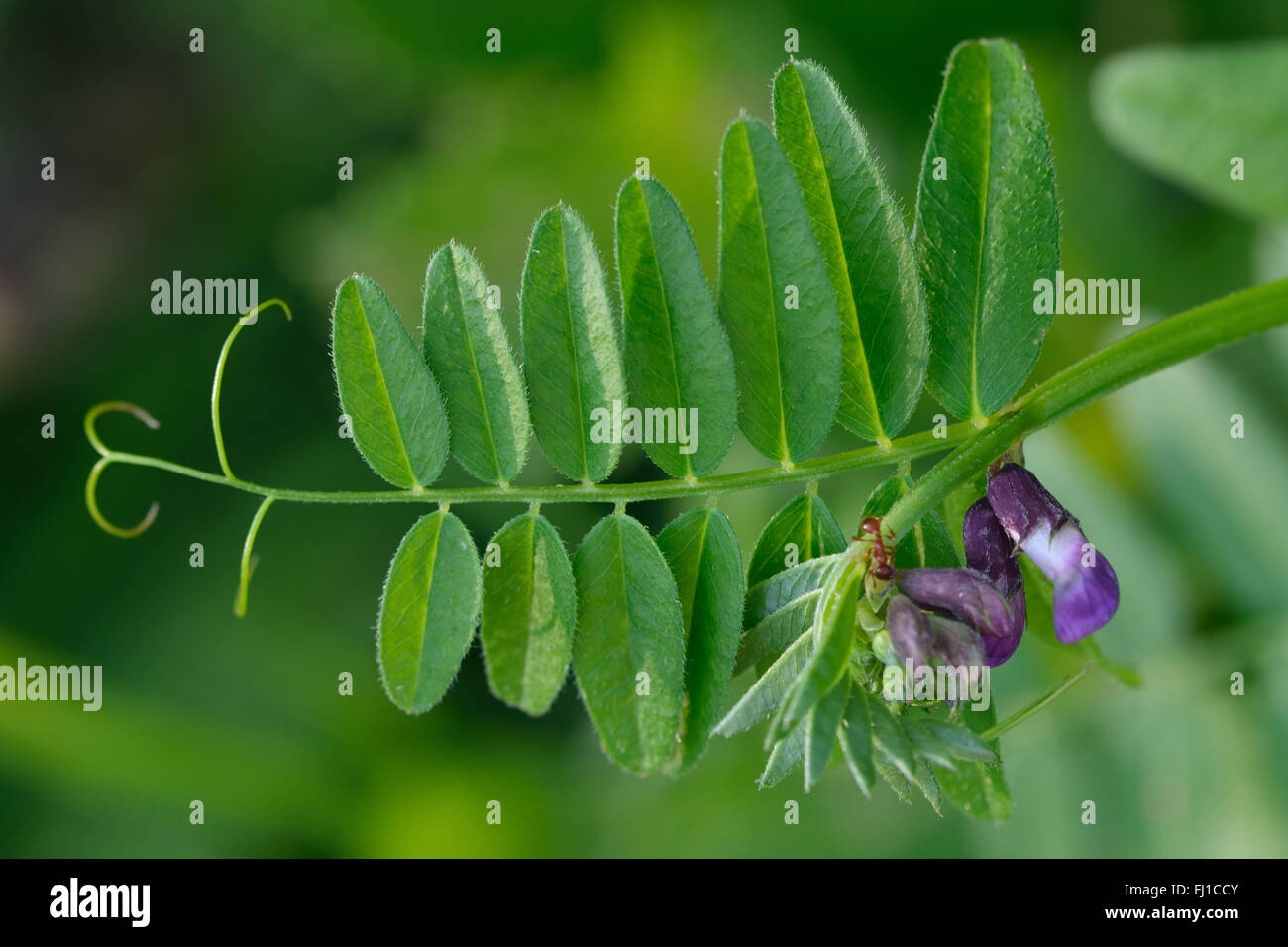 La vesce (Vicia sepium Bush). Un membre de la pourpre famille des pois (Fabaceae), vu ici en fleur dans une prairie britannique Banque D'Images