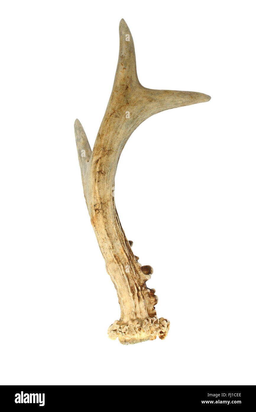 Chevreuil buck horn isolé sur fond blanc Banque D'Images