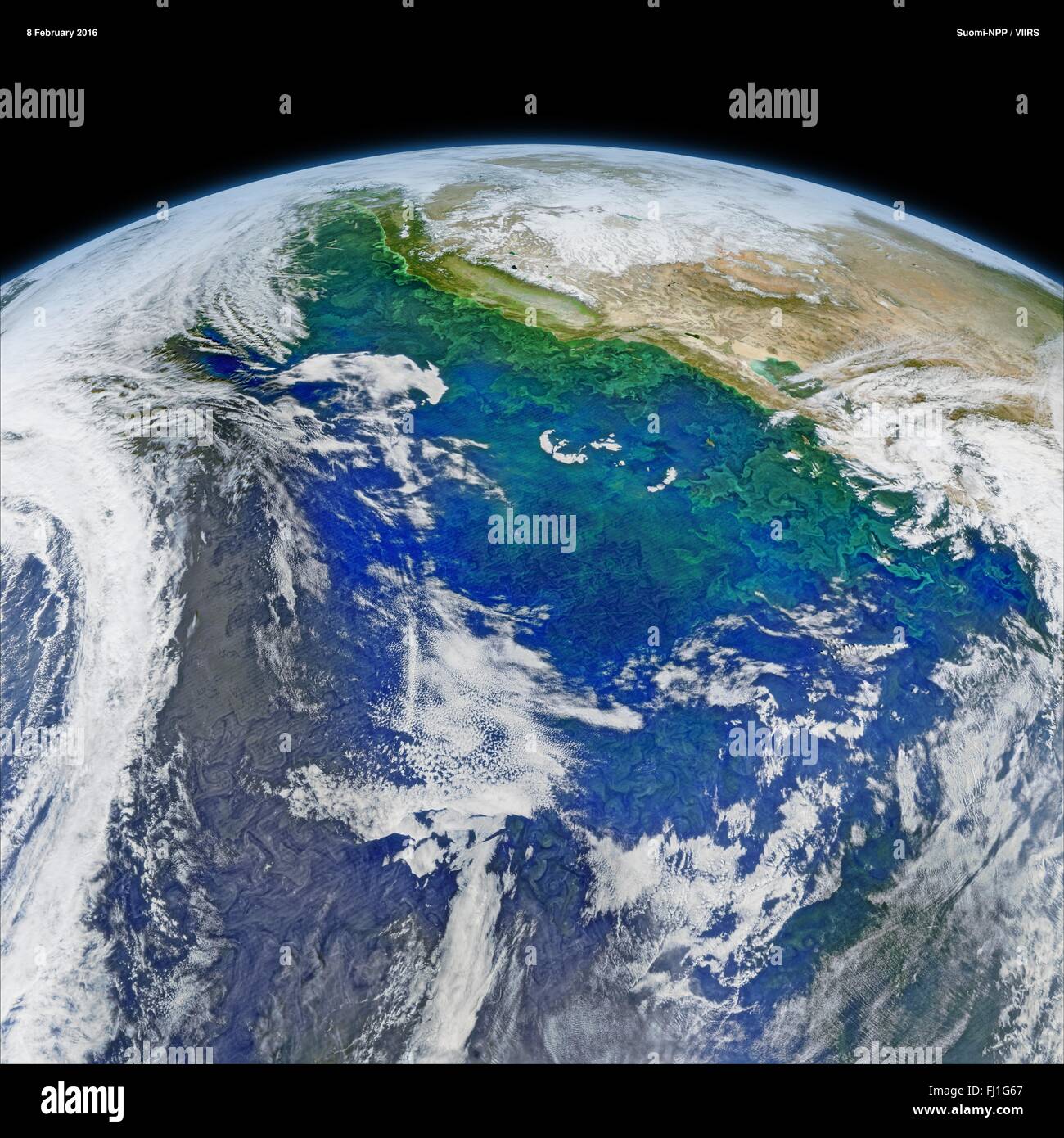 Vue sur l'océan Pacifique de l'VIIRS satellite du système du courant de Californie révèle la répartition complexe des Février 8, 2016 du phytoplancton. Travaux récents suggèrent que notre climat se réchauffant mon être une augmentation de l'intensité de la remontée de ces régions avec des répercussions possibles pour les espèces qui composent ces écosystèmes. Banque D'Images