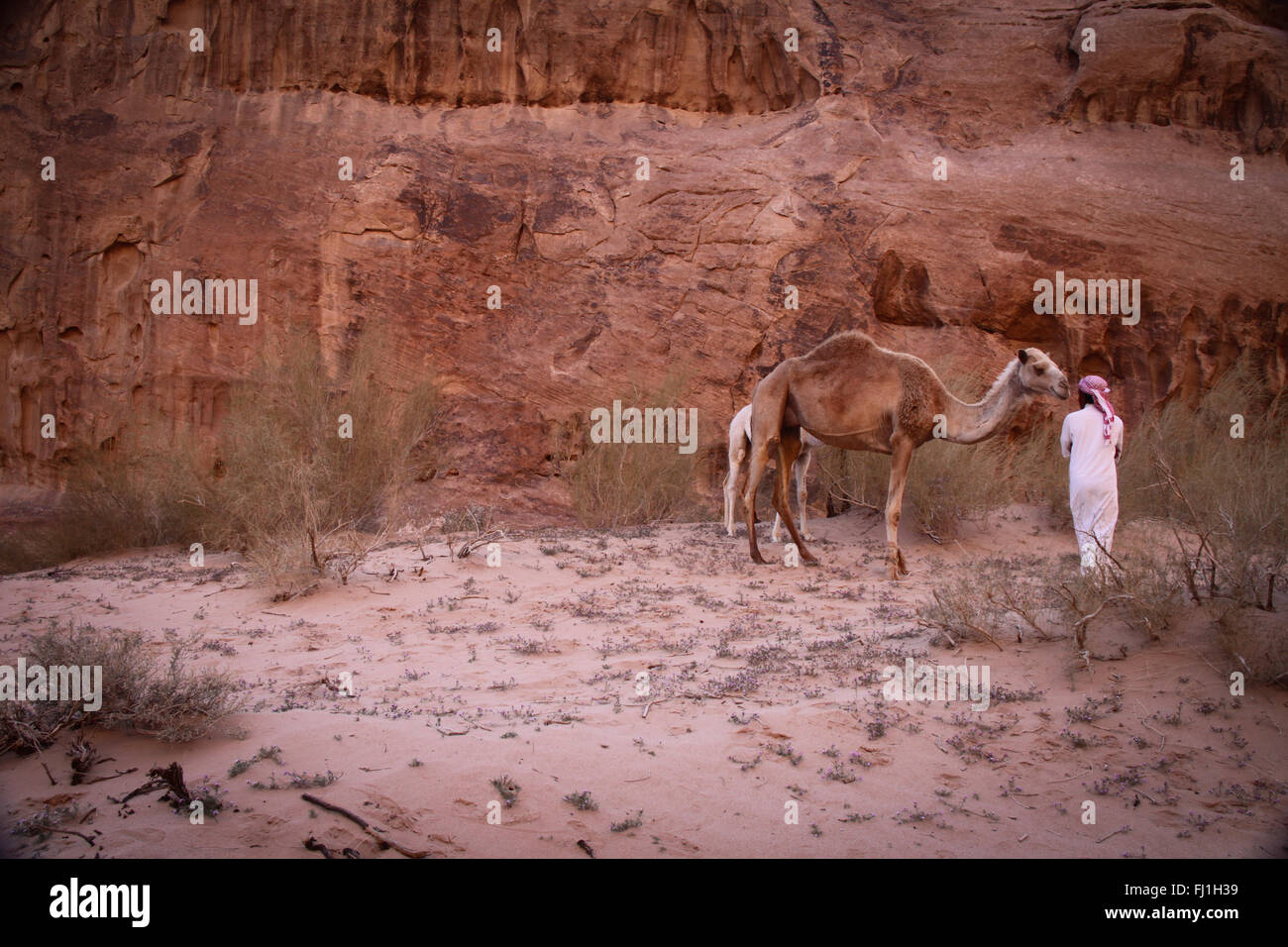 Avec l'homme bédouin chameau dans le désert de Wadi Rum , Jordanie Banque D'Images