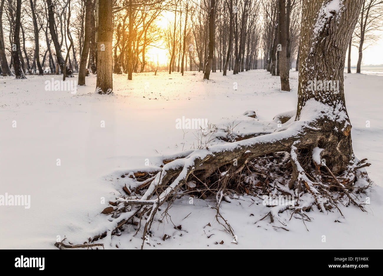 Neige sur les racines des arbres .paysage d'hiver Banque D'Images