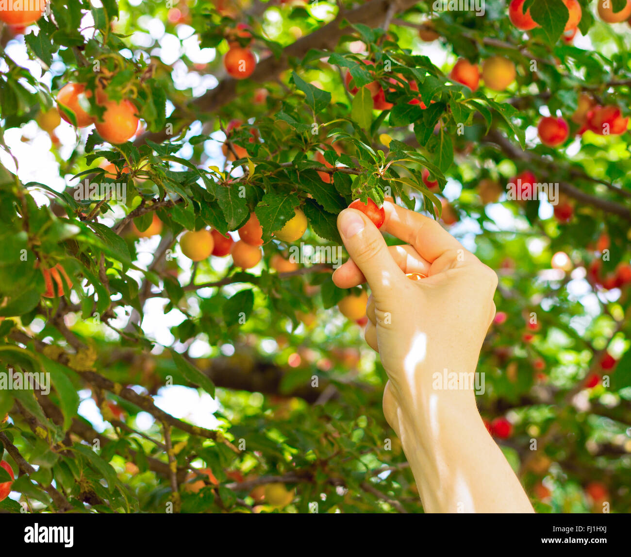 Cueillette fruits mirabelle rouge personne Banque D'Images