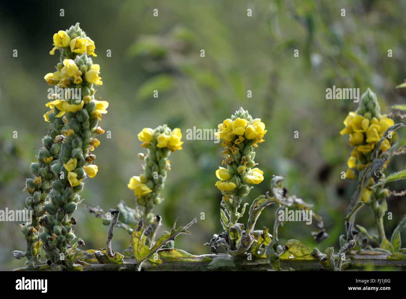 Grande molène (Verbascum thapsus). Une jolie fleur jaune citron de la famille (Scrophulariaceae) Banque D'Images