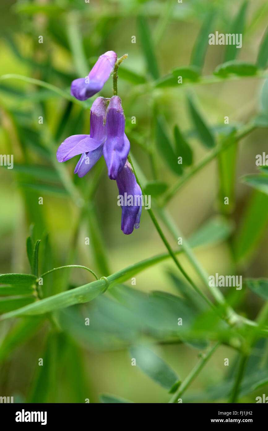 Vesce jargeau (Vicia cracca). Un membre de la pourpre famille des pois (Fabaceae), vu ici en fleur dans une prairie britannique Banque D'Images