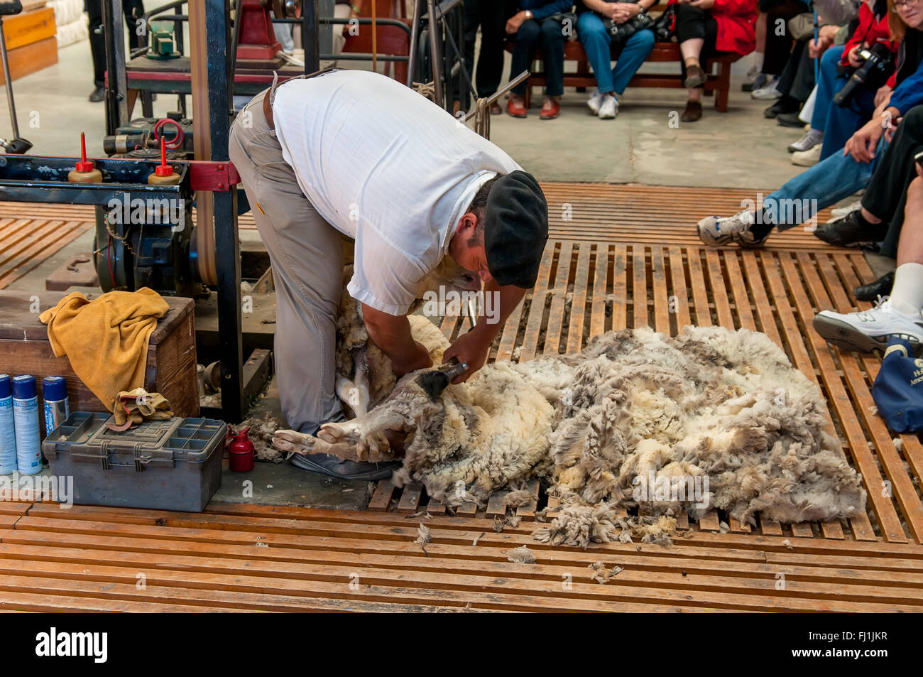 Gaucho, cowboy argentin, donne une démonstration de la tonte des moutons à la main Banque D'Images