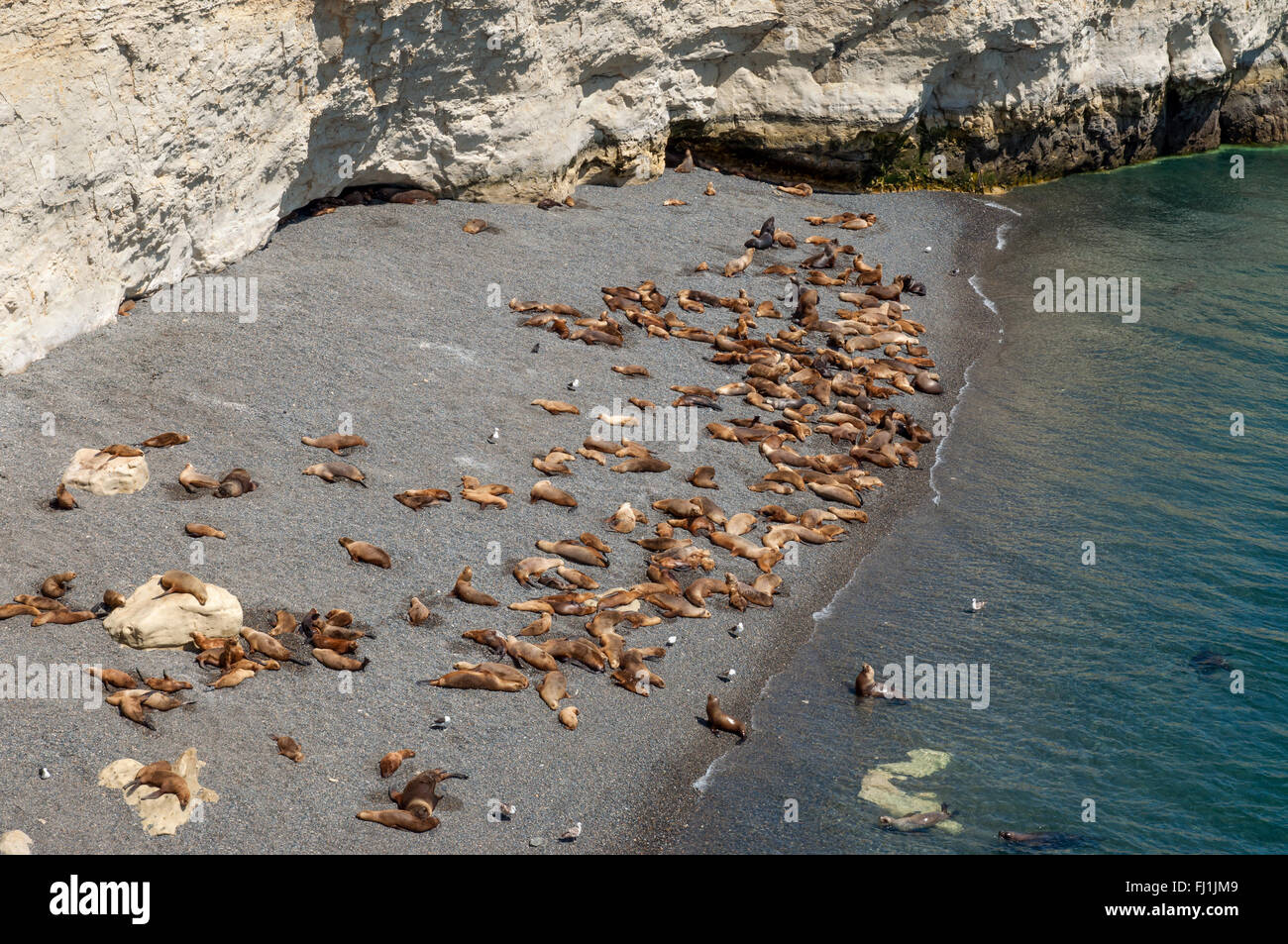 Une colonie de lions de mer sur une plage au sud de Puerto Madryn, Argentine. Banque D'Images