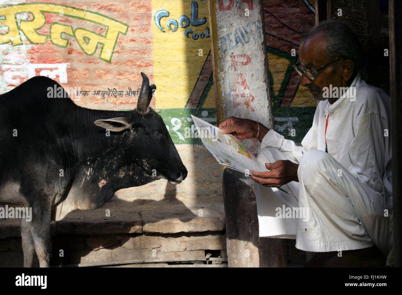 Man reading newspaper avec hyl (vache taureau Nandi) dans la matinée à Jodhpur, Inde Banque D'Images