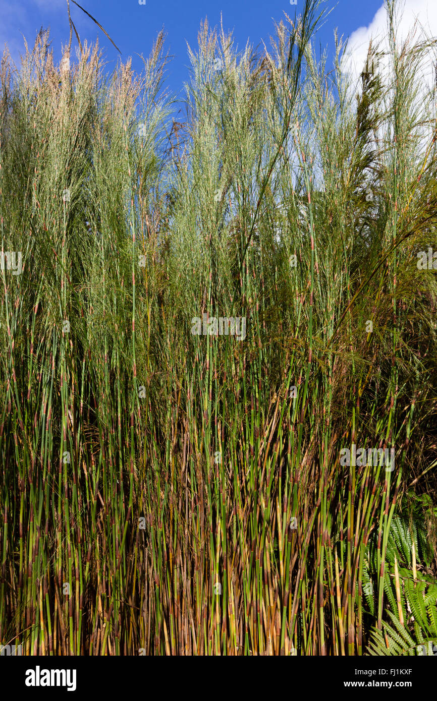 Le feuillage et les tiges comme Reed de l'Afrique du Sud, restio Calopsis paniculata Banque D'Images