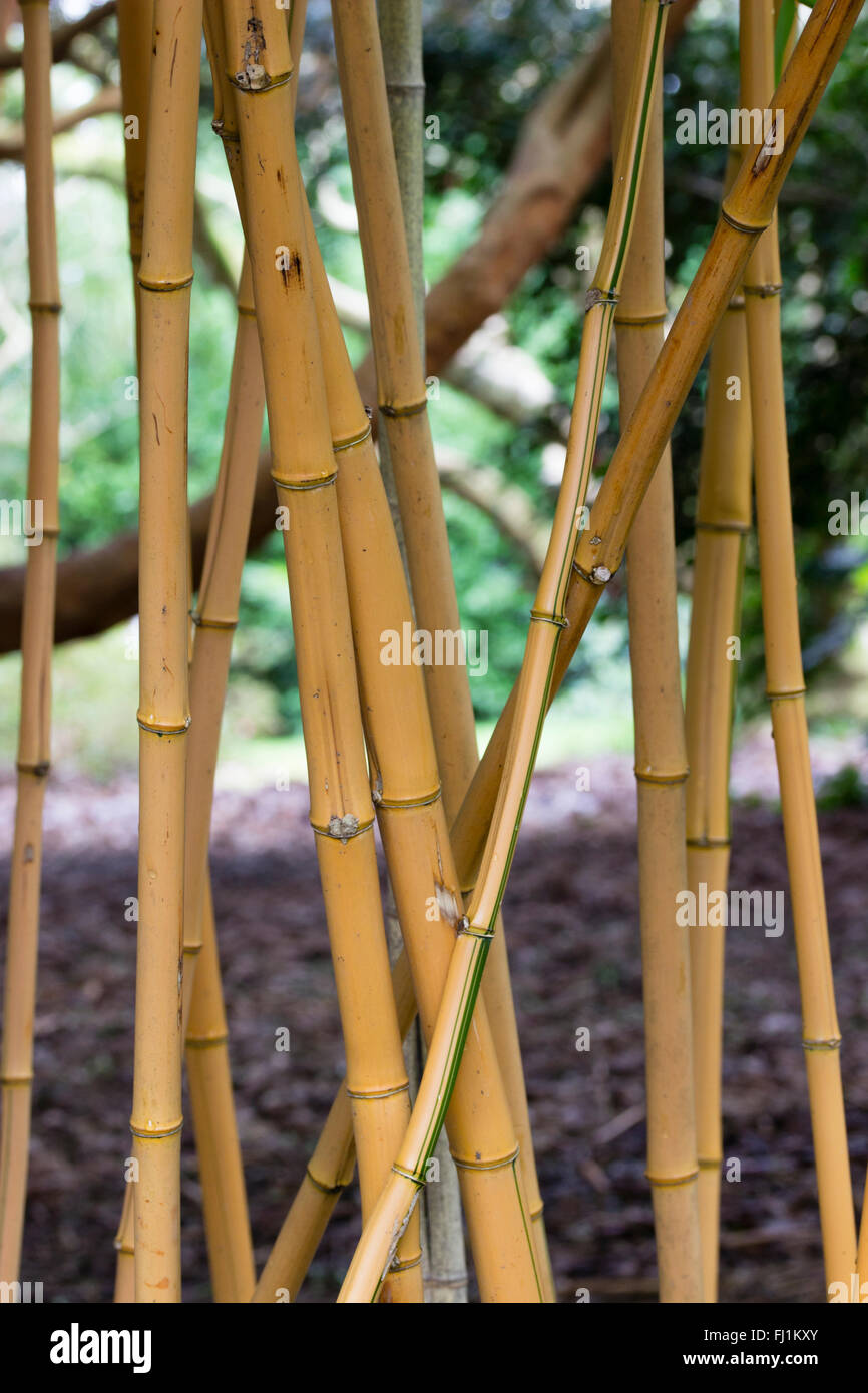 Les tiges de la golden dénudée hardy, bambou Phyllostachys vivax 'Aureocaulis' Banque D'Images