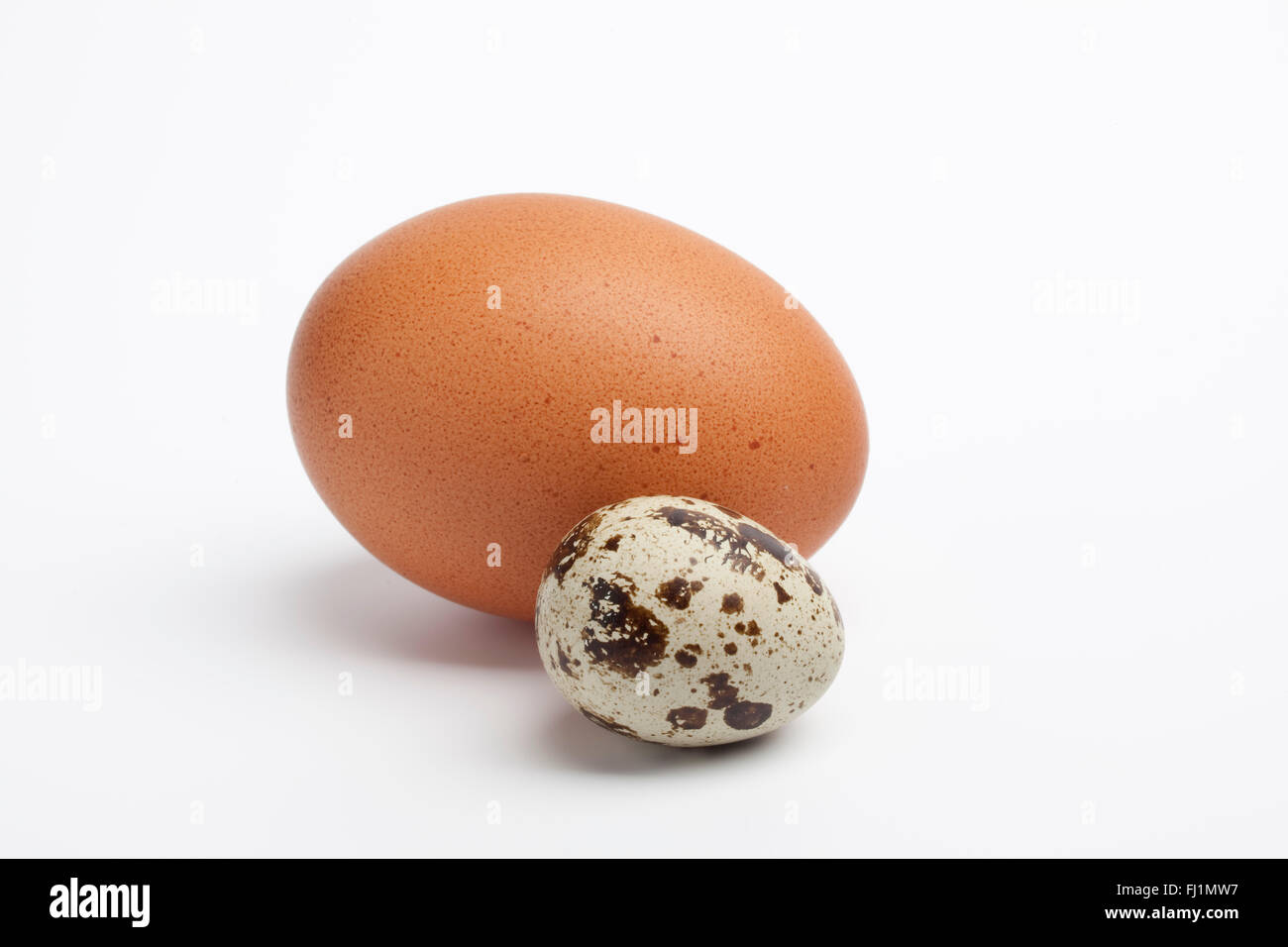 Oeuf de caille frais avec un oeuf de poule sur fond blanc Banque D'Images