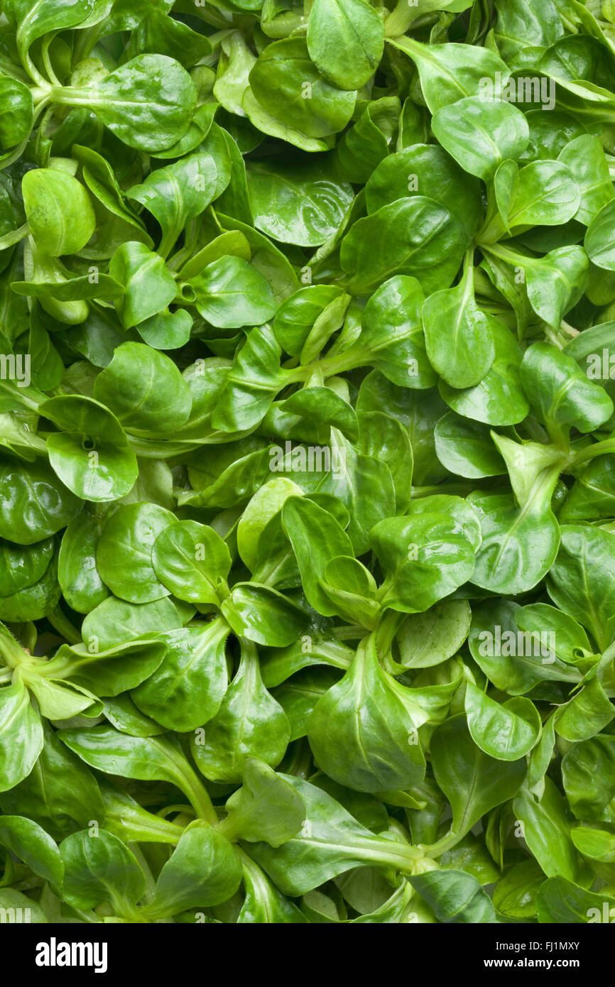 Salade de maïs vert frais full frame Banque D'Images