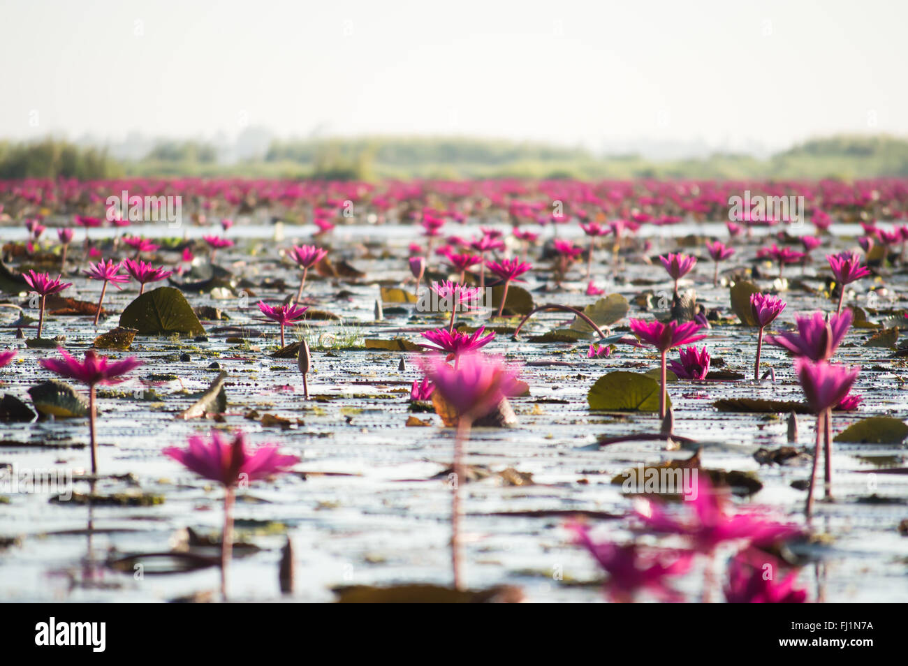 Mer de rouge lotus , lotus rouge des marais de la mer Thaïlande lotus rouge Banque D'Images