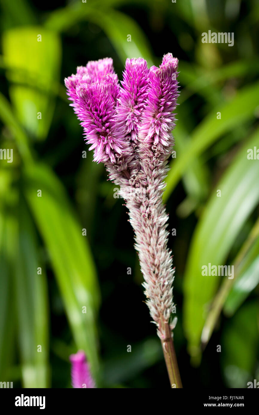 Celosia argentea violet Banque D'Images