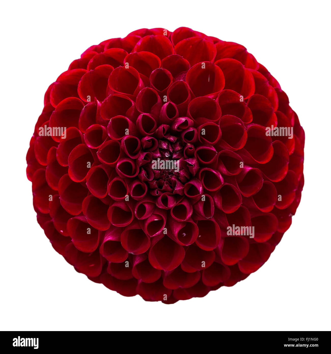 Balle rouge Dahlia fleur sur blanc. Banque D'Images