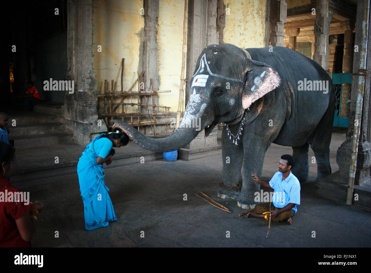 Un éléphant sainte bénédiction donne aux visiteurs au Sri Meenakshi Temple, Madurai Banque D'Images