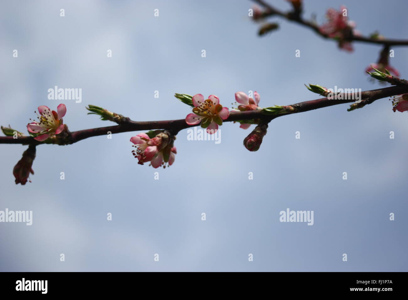 Fleurs de pêchers. Banque D'Images