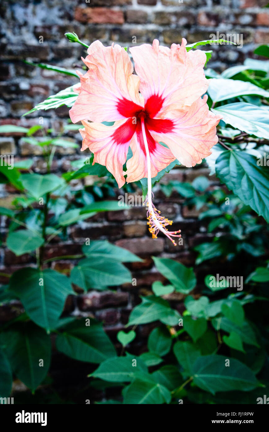 Fleur D Hibiscus Rouge Et Creme Admiral S Inn Garden Nelson S Dockyard English Harbour Antigua Photo Stock Alamy