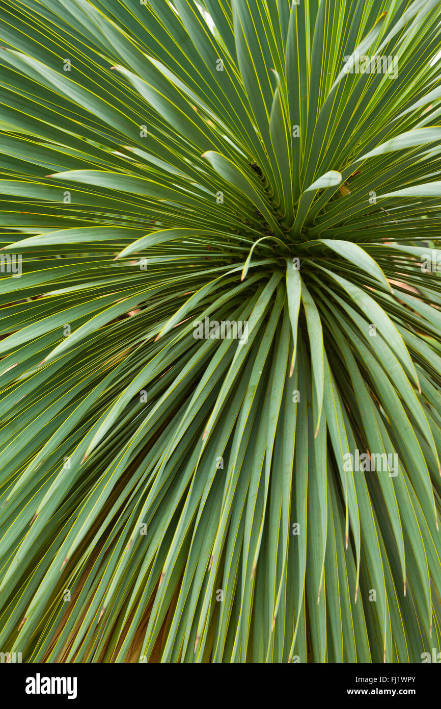Arrière-plan de feuilles de palmier avec veine radiale Banque D'Images
