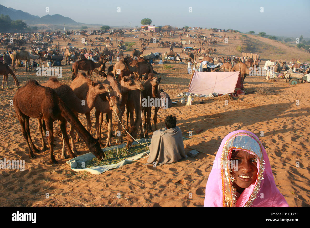 Les chameaux et leurs propriétaires au cours de Pushkar mela juste chameau au Rajasthan Banque D'Images