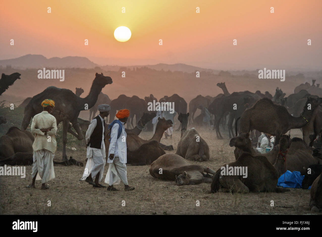 Coucher du soleil sur le désert de Thar durung camel Pushkar fair, Rajasthan, Inde Banque D'Images
