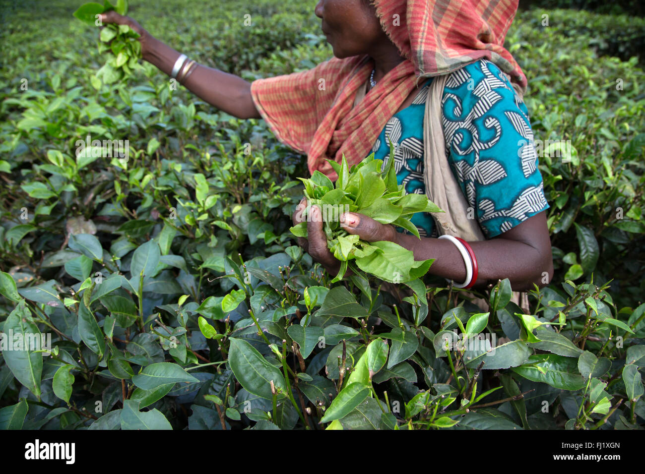Femme travaillant dans la plantation de thé à Sreemangal , Bangladesh Banque D'Images