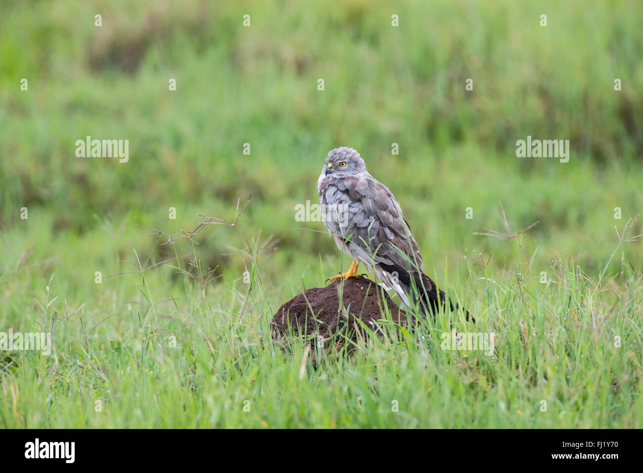 Montagu's harrier mâle (Circus pygargus) Séchage de lui-même à la suite d'un orage dans le cratère du Ngorongoro, en Tanzanie. Banque D'Images Montagu's harrier mâle (Circus pygargus) Séchage de lui-même à la suite d'un orage dans le cratère du Ngorongoro, en Tanzanie. Banque D'Images