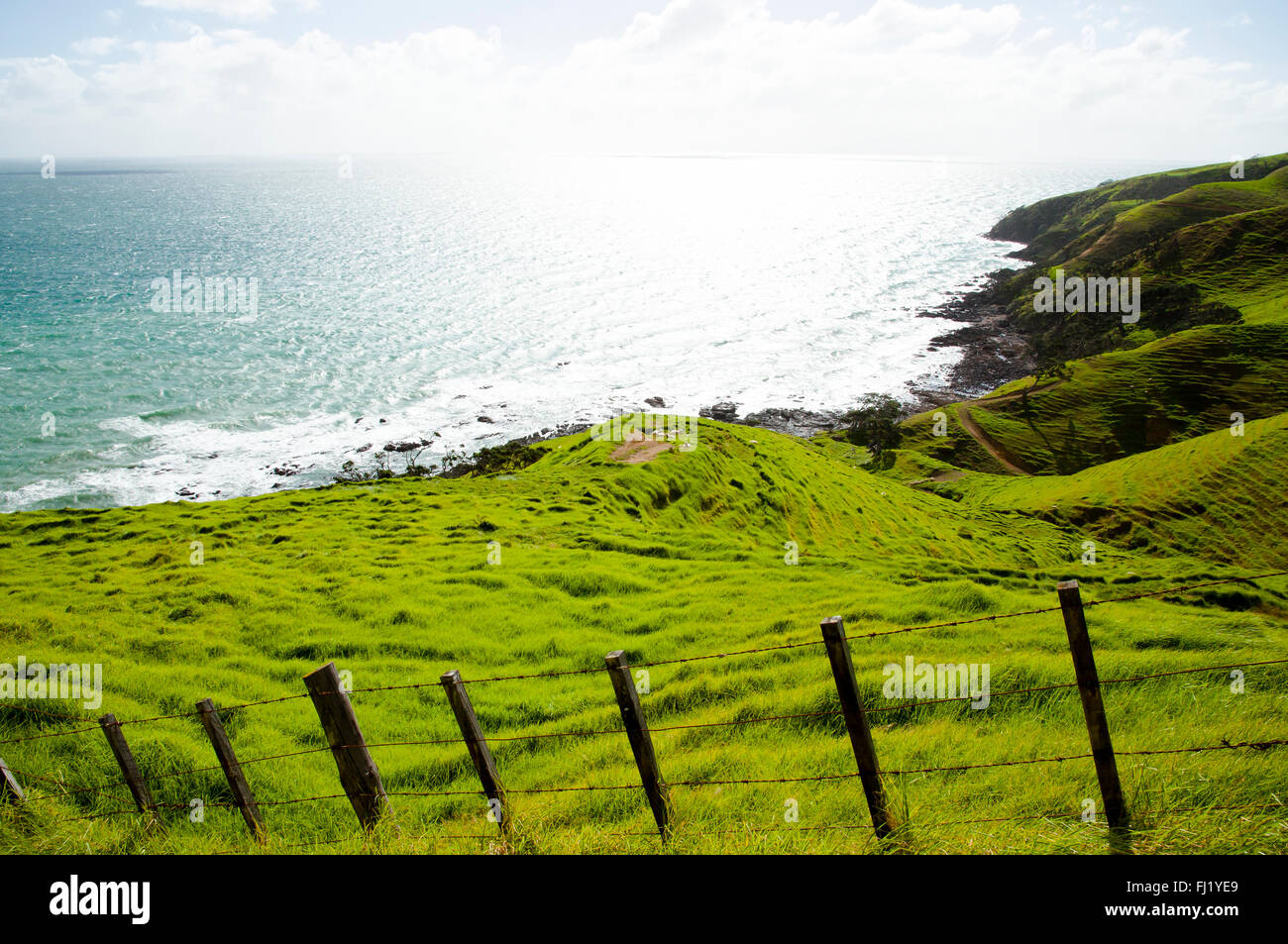 Pâturage de moutons - Port Jackson - Nouvelle Zélande Banque D'Images