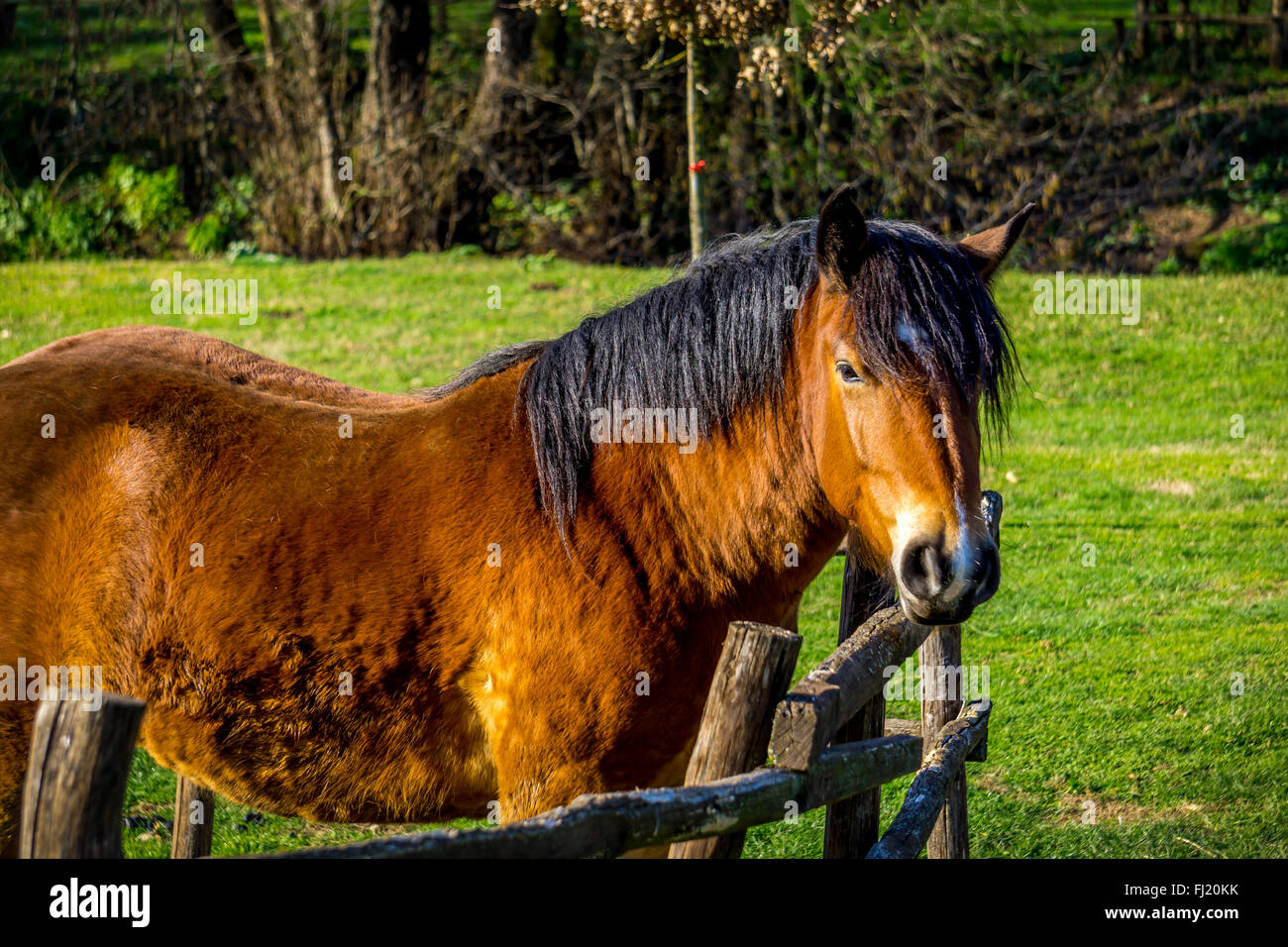 Profil d'un cheval (Equus caballus) fermé par une clôture en bois Banque D'Images