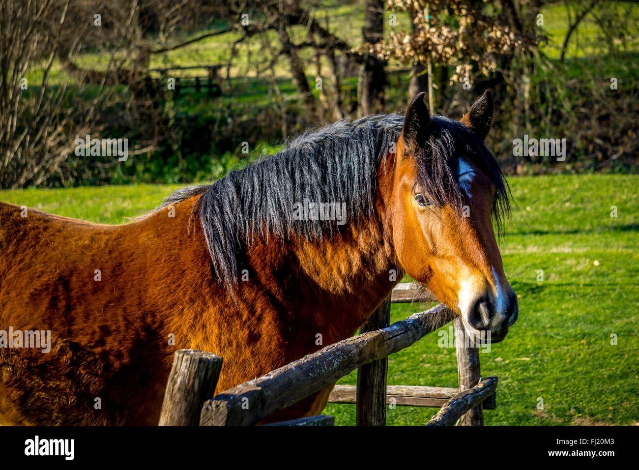 Profil d'un cheval (Equus caballus) derrière une clôture en bois Banque D'Images