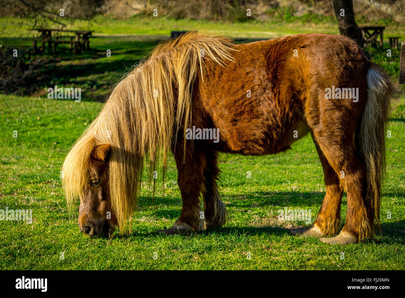 Brown poney Shetland pâturage dans le Parc Régional Valle del Treja, dans la province de Viterbo, Italie Banque D'Images