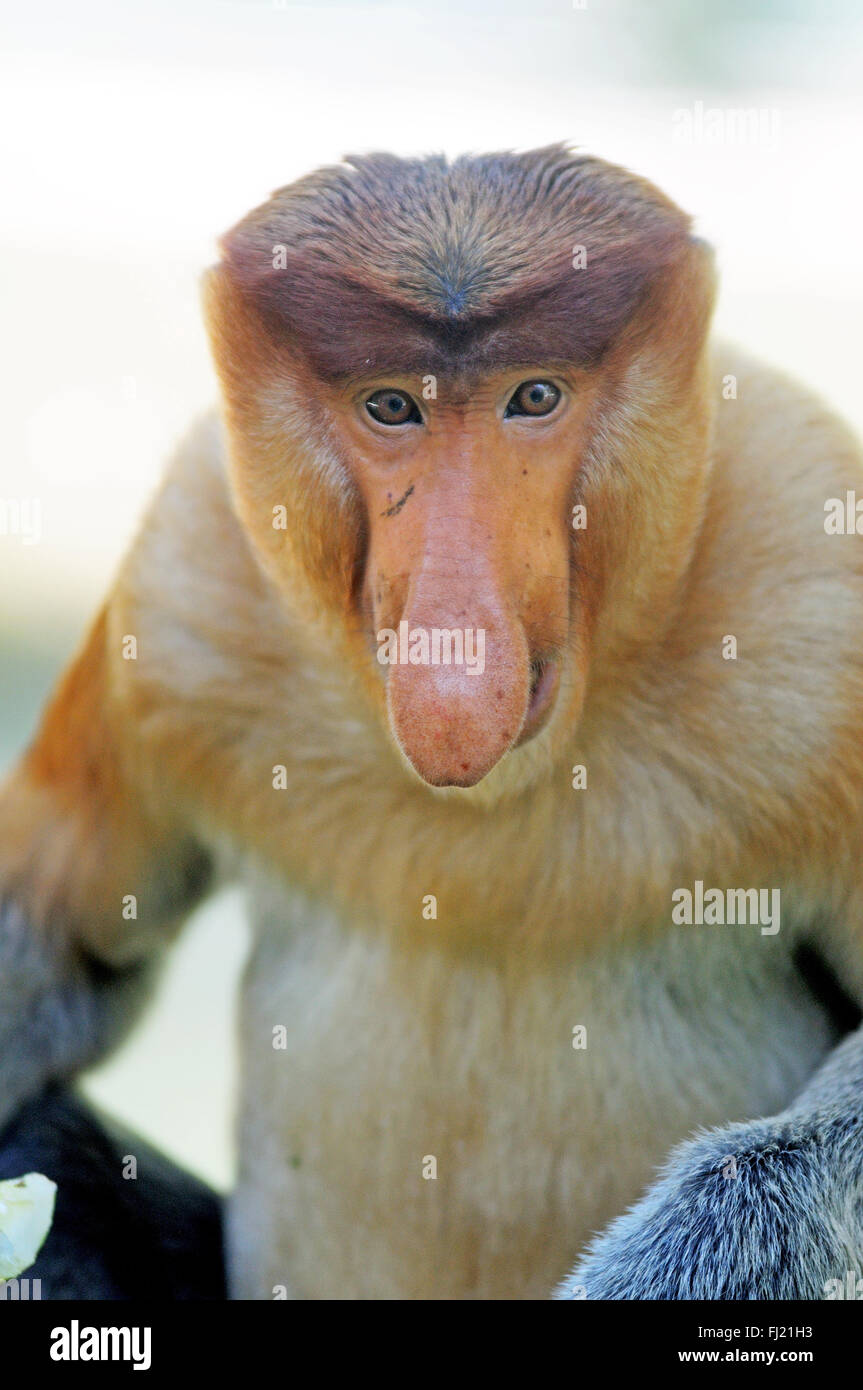 Homme singe proboscis dans Sabah, Bornéo, Malaisie. Banque D'Images