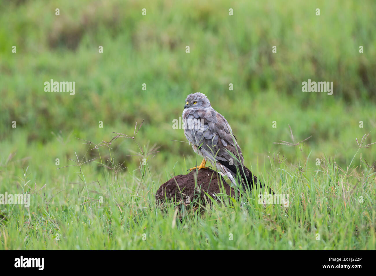 Montagu's harrier mâle (Circus pygargus) Séchage de lui-même à la suite d'un orage dans le cratère du Ngorongoro, en Tanzanie. Banque D'Images Montagu's harrier mâle (Circus pygargus) Séchage de lui-même à la suite d'un orage dans le cratère du Ngorongoro, en Tanzanie. Banque D'Images