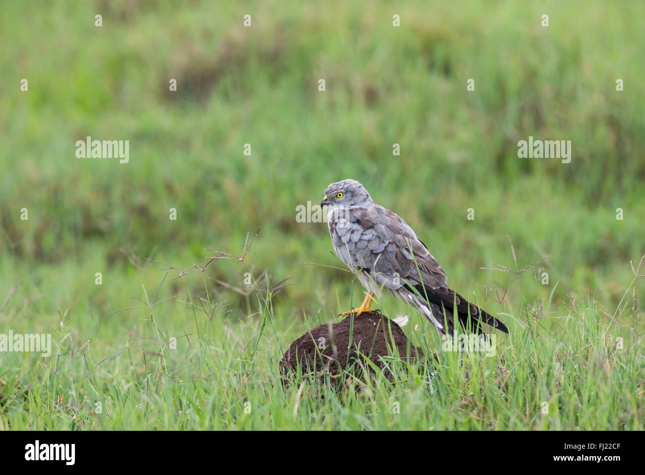 Montagu's harrier mâle (Circus pygargus) Séchage de lui-même à la suite d'un orage dans le cratère du Ngorongoro, en Tanzanie. Banque D'Images Montagu's harrier mâle (Circus pygargus) Séchage de lui-même à la suite d'un orage dans le cratère du Ngorongoro, en Tanzanie. Banque D'Images