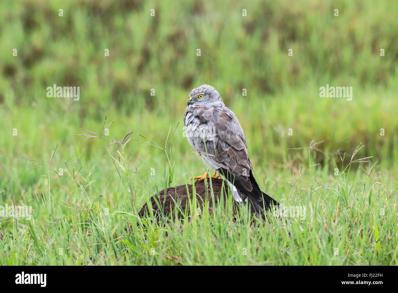 Montagu's harrier mâle (Circus pygargus) Séchage de lui-même à la suite d'un orage dans le cratère du Ngorongoro, en Tanzanie. Banque D'Images Montagu's harrier mâle (Circus pygargus) Séchage de lui-même à la suite d'un orage dans le cratère du Ngorongoro, en Tanzanie. Banque D'Images