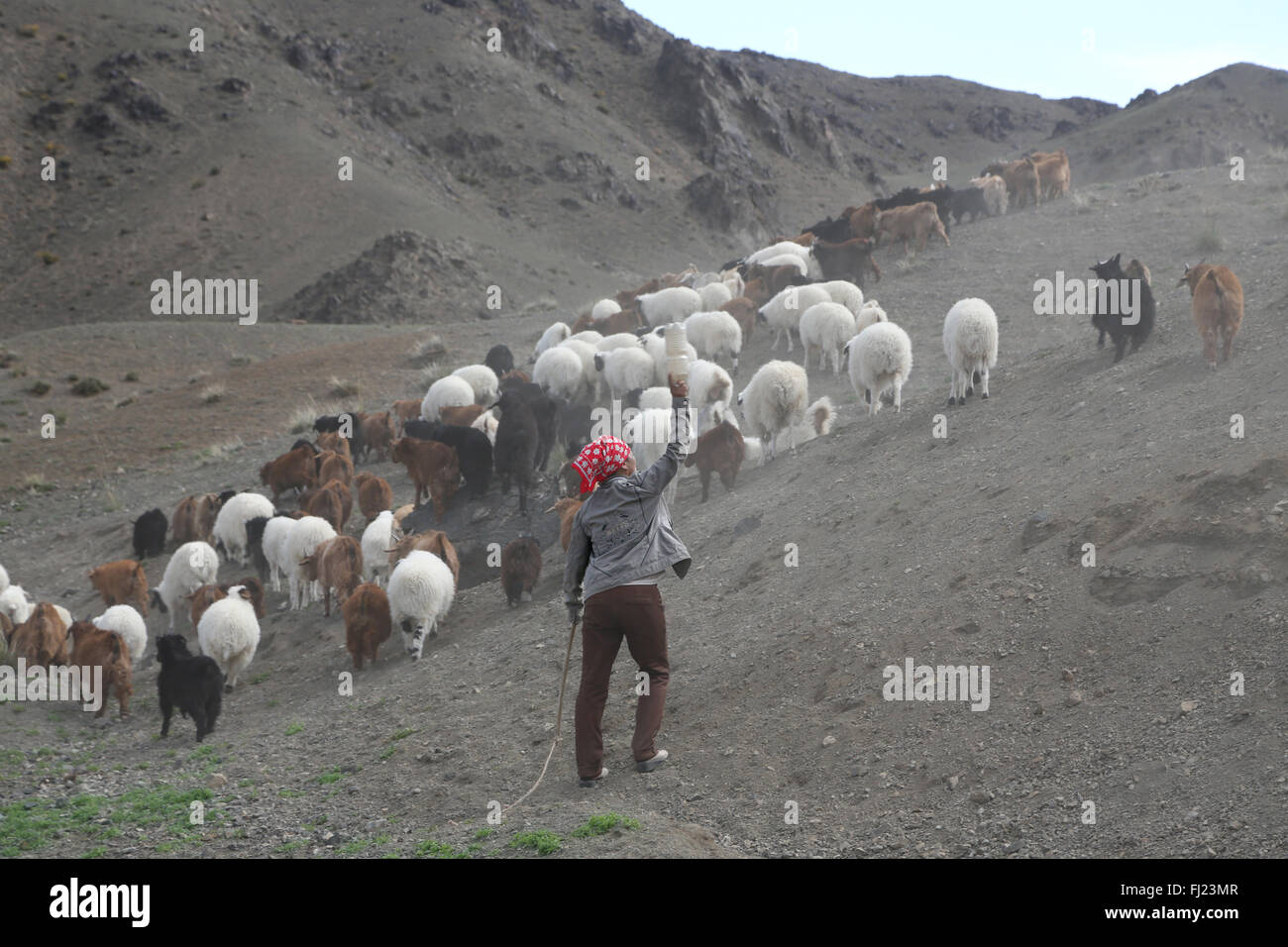 La Mongolie Berger dans le milieu de nulle part avec des animaux Banque D'Images