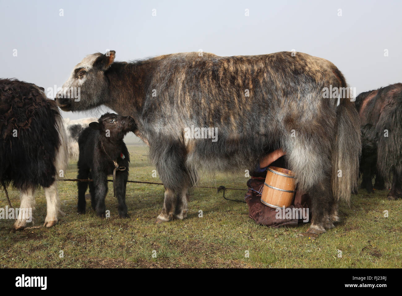 La Traite des yaks au camp de nomades en Mongolie Banque D'Images