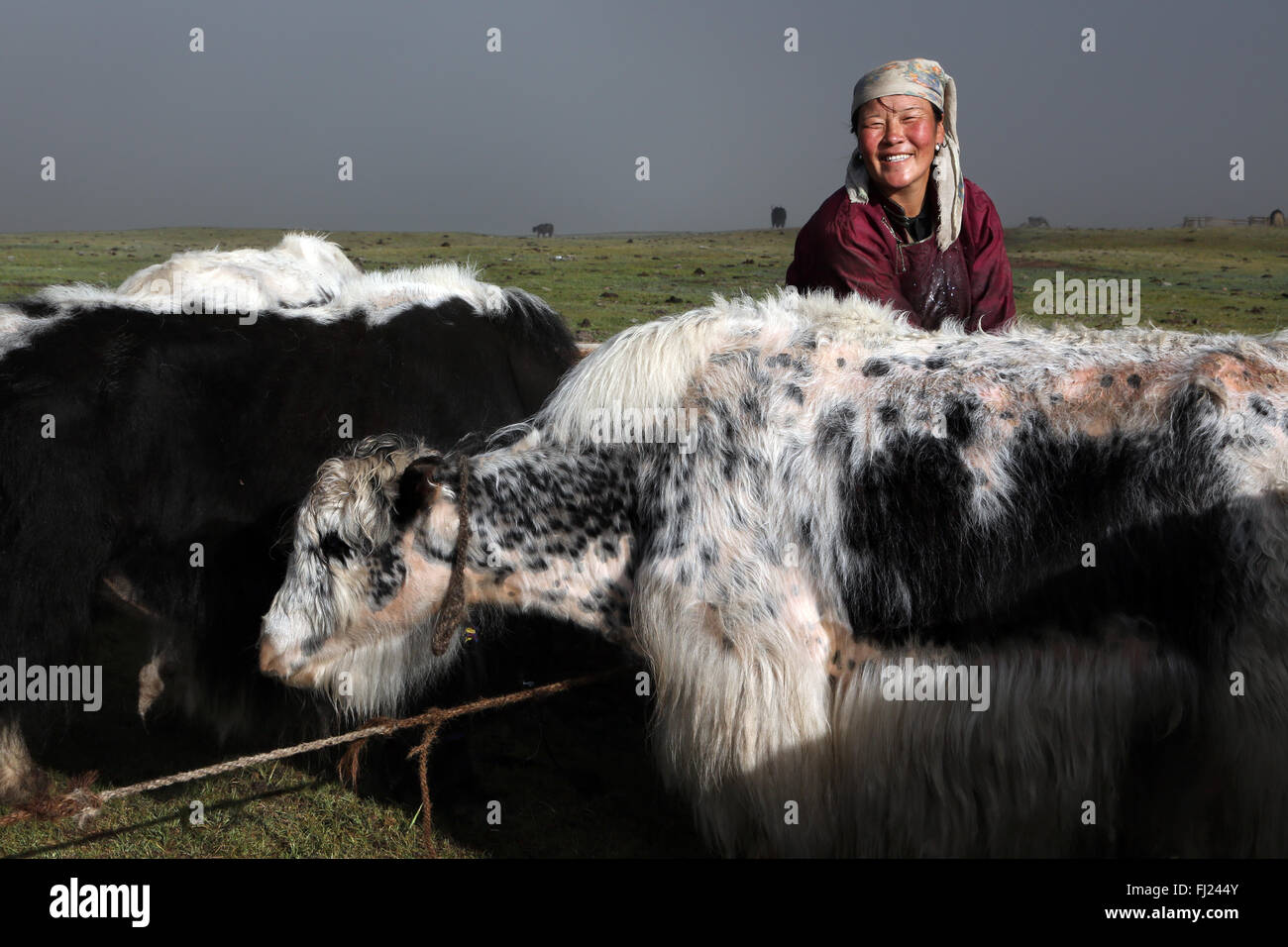 Femme mongole à traire les Yacks camp de nomades en Mongolie Banque D'Images