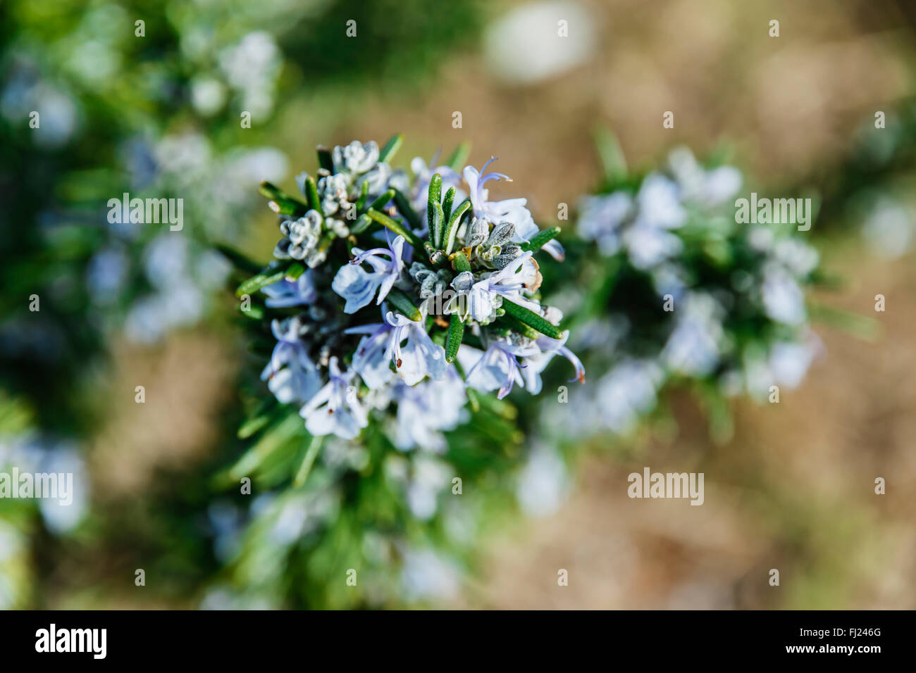 Le romarin en fleurs fleurs de printemps avec arrière-plan flou Banque D'Images