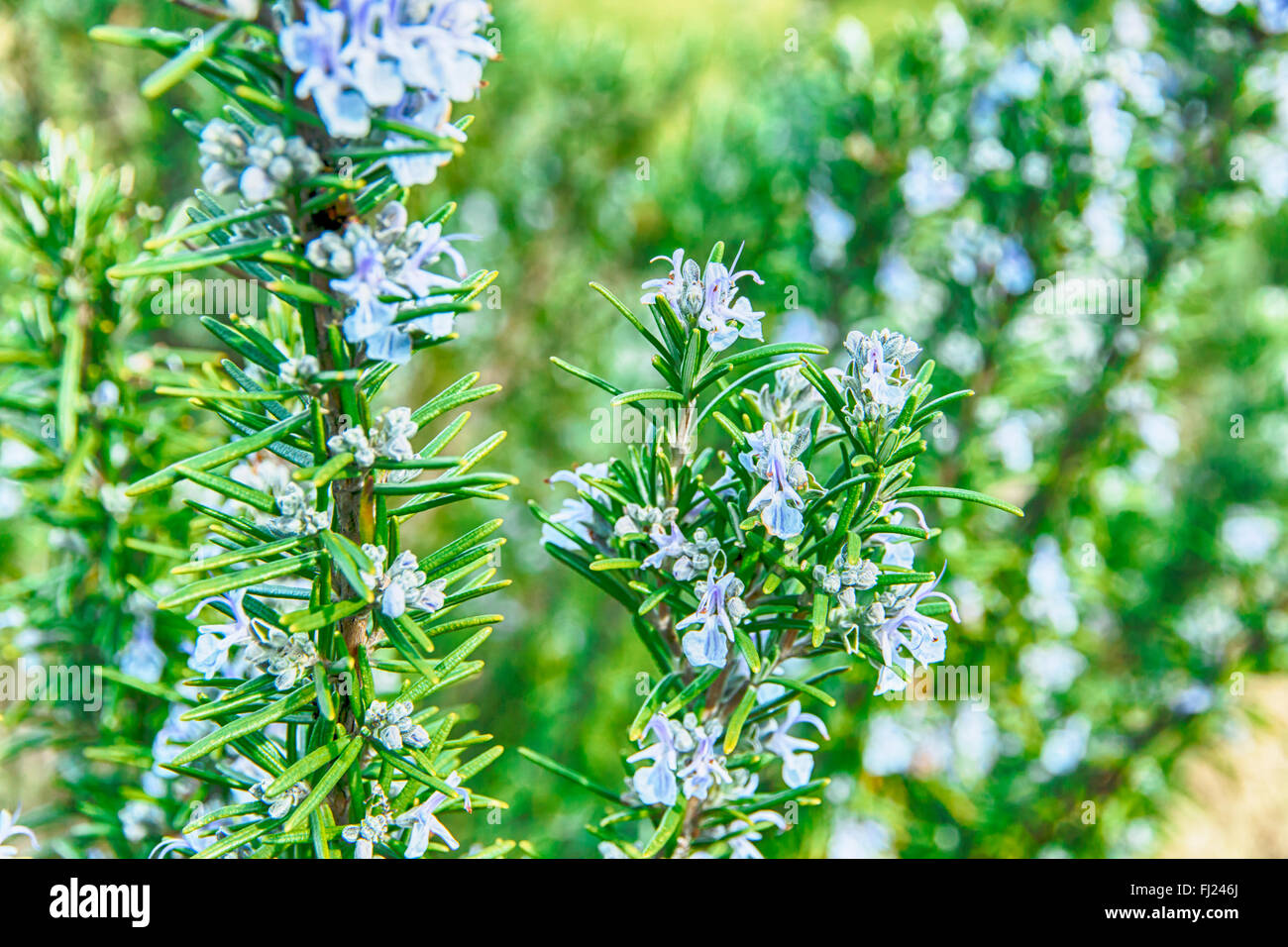 Le romarin en fleurs fleurs de printemps avec arrière-plan flou Banque D'Images