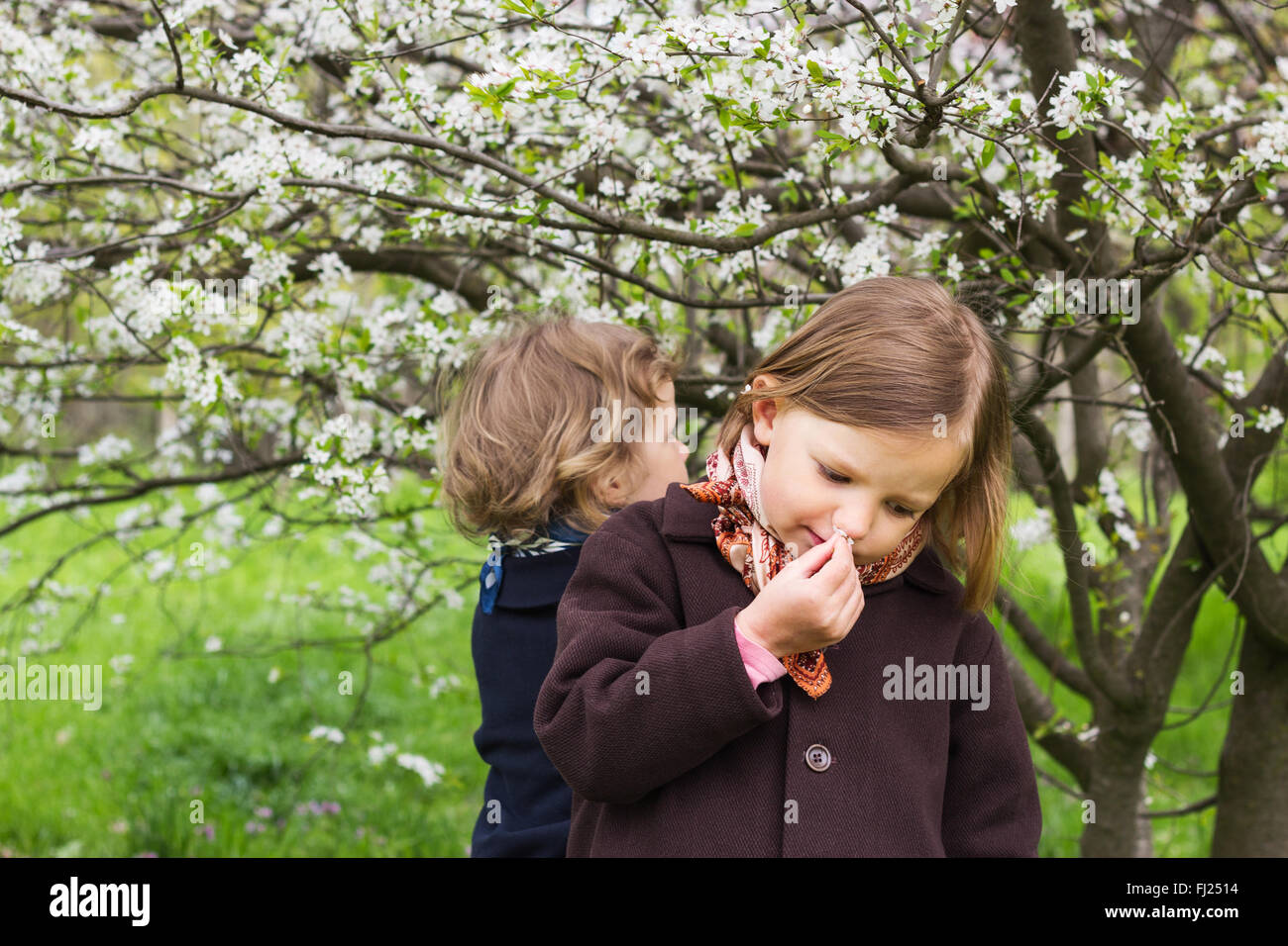 Cute little girls (sœurs 3 et 4 ans) près de la floraison des arbres. Banque D'Images