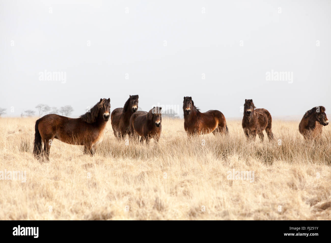 Poneys exmoor dans le nord du Devon Banque D'Images