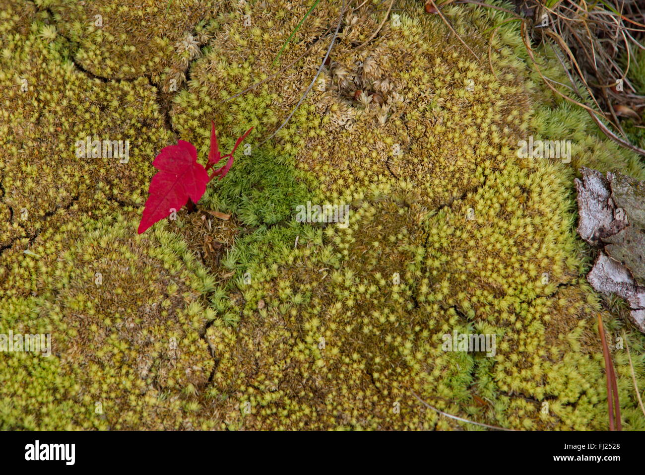 Petite feuille rouge sur de la mousse sur le sol de la forêt pendant la fin de l'été à Holland, Michigan, États-Unis Banque D'Images