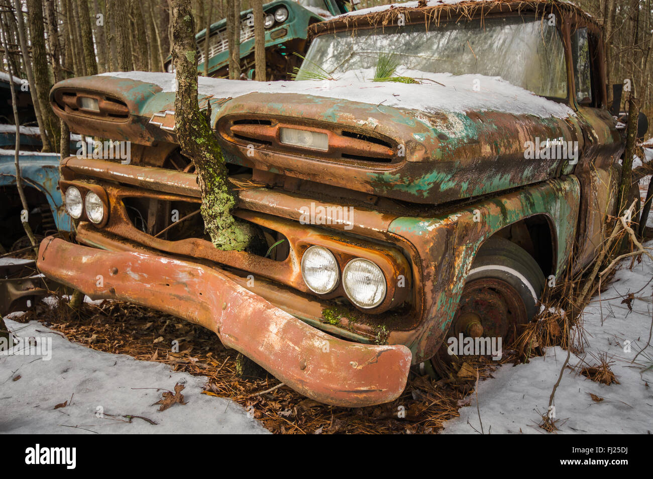 Vieux camion avec un arbre qui grandit à travers la grille. Banque D'Images