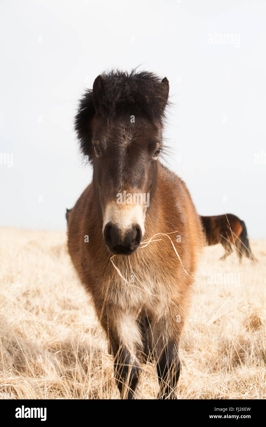 Poneys exmoor dans le nord du Devon Banque D'Images