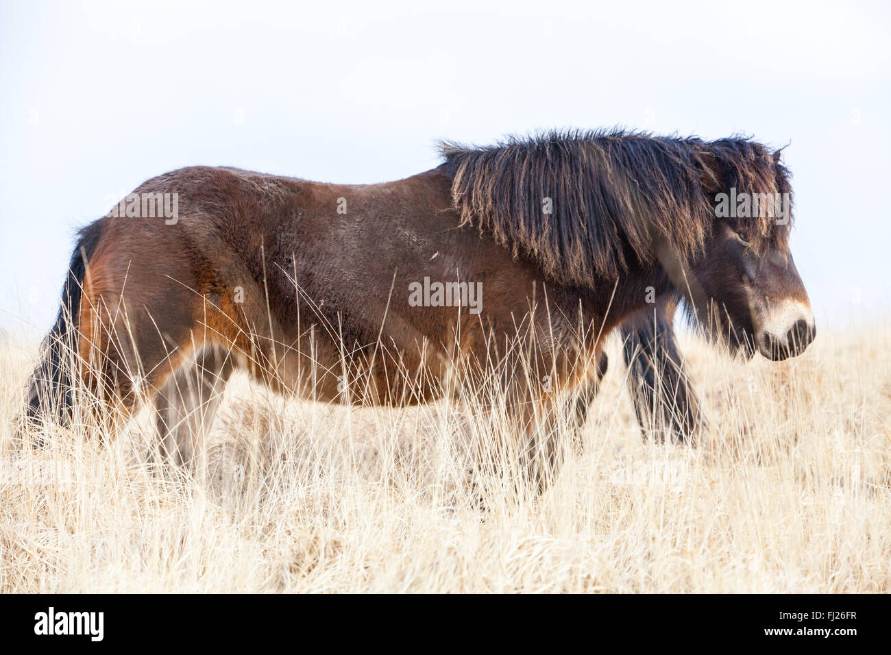 Poneys exmoor dans le nord du Devon Banque D'Images